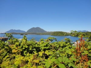 Tofino