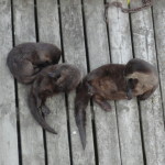 Seeotter sieht man eigentlich selten, da sie sehr schüchtern sind.